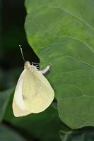 Pieris brassicae - Large White butterfly laying eggs on cabbage leaf