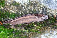 Limax maximus - Leopard slug feeding on rotting plant material