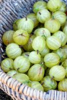 Freshly picked Gooseberry 'Invicta' in basket