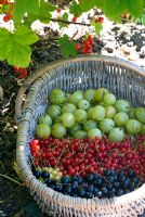 Freshly picked mixed soft fruit - Gooseberries red, white and black currants 