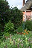 Mixed flowerbed with herbs in terracotta containers, Salvia, Nasturtium, Rosmarinus, and Papaver, Honeysuckle and Clematis on fence - Smallwood Farmhouse, Suffolk