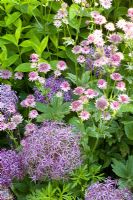 Allium christophii and Astrantia major 