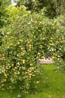 Malus 'Marshall Oyama' - Apple tree covered in fruit ready for harvest