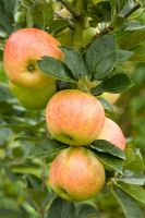 Malus 'Marshall Oyama' - Apple Tree bearing ripe fruit
