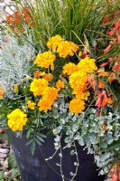Mixed container planting with Tagetes 'Cresto Yellow' and Dichondra 'Silver Falls' 