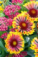 Gaillardia aristata and Achillea 'Paprika' 