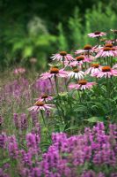 Echinacea 'Magnus' with Stachys officianalis 'Hummelo' and Molinia