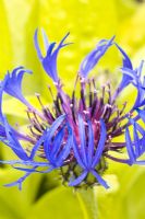 Centaurea 'Gold Bullion' 