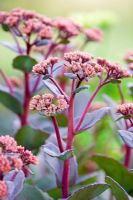 Sedum 'Matrona'