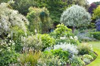 Pyrus salicifolia 'Pendula' amongst mixed border