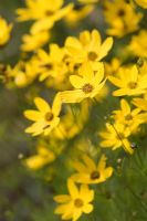 Coreopsis verticillata 'Grandiflora' 