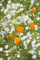 Eschscholzia californica - California poppy and Gypsophila 'Covent Garden' in meadow