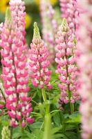 Lupinus regalis 'Gallery Pink'