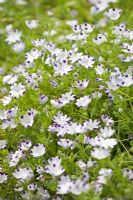 Nemophila 'Five Spot'