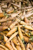 Baby carrot 'Yellow Lobbericher' - Organic carrots 