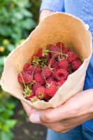 Rubus idaeus 'Polana' - Raspberries from the garden