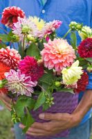 Man holding basket of freshly picked Dahlias including Dahlia 'Duet', Dahlia 'Kennemerland', Dahlia 'Smokey', Dahlia 'Kogane' and Dahlia 'Vuurvogel'