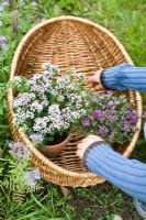 Thymus serpyllum 'Purple Beauty' and Thymus praecox 'Pink Chintz' in basket