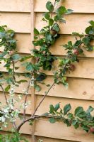 Fanned trained fruit tree against a wooden fence