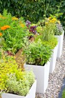 Tall containers of mixed herbs - Thymus, Mentha suaveolens 'Variegata', Salvia officinalis 'Tricolor' and Thymus citriodorus 