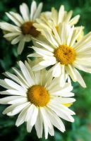 Leucanthemum superbum 'Broadway Lights' - Shasta daisy 