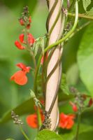 Phaseolus coccineus 'Enorma' - Runner bean growing on bamboo canes 