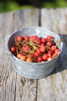Crab apples in a metal tin on an old wooden table, in the Children's garden, Maja's Garden, Sofiero, Sweden