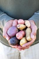 Man holding mixed Potatoes 'Alex, 'Blue Congo', 'Mimi', 'Kestrel', 'Anya', 'Arran, 'Victory' and 'Almond' 