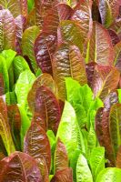 Lactuca sativa longifolia - Cos lettuces