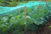 Nylon netting protecting Brassicas from pigeons