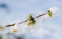 Lonicera x purpusii 'Winter Beauty' AGM covered with snow