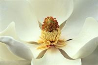 Magnolia grandiflora 'Exmouth' AGM 