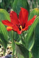 Tulipa 'Cantata'