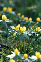 Eranthis hyemalis - Winter Aconite