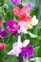 Lathyrus odoratus - Sweet Peas