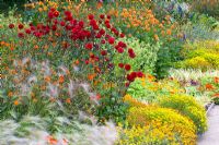 Late summer border of Dahlia 'Tam Tam',  Dahlia 'Bantling', Hordeum jubatum, Tagetes tenuifolia 'Starfire Mix', Tropaeolum majus nanum, Cosmea sulphureus and Nicotiana langsdorfii 'Lime Green' 