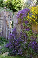 Campanula poscharskyana growing on a Cotswold stone wall with yellow Helenium