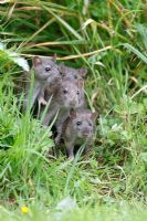 Rattus norvegicus - Rat youngsters looking out from flower border front view