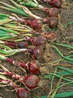 Allium cepa 'Red Baron' - Harvested onions