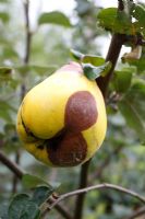 Sclerotina fructigena - Brown rot on quince