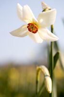 Narcissus 'Pheasants Eye'