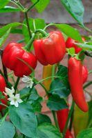 Capsicum 'Minimix'(left) with the elongated fruits and white flowers of hot chilli variety 'Hungarian Hot Wax'