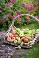 Freshly harvested organic apples and pears in a large wicker basket