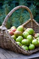 Apples in a large wicker trug