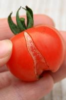 Tomato 'Gardener's Delight' - Organic tomato which has split, can be caused by extremes in wet and dry weather conditions or irregular watering