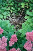 Sedum spectabile 'Autumn Joy' - Unsupported Stonecrop which has collapsed in the middle