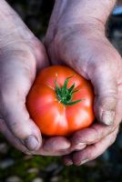 Beefsteak tomato held in mans hands