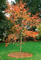 Prunus subhirtella 'Autumnalis'