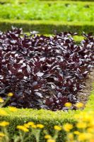 Basilicum, purple basil in potager garden with clipped Buxus hedges at Villandry