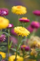 Xerochrysum bracteatum